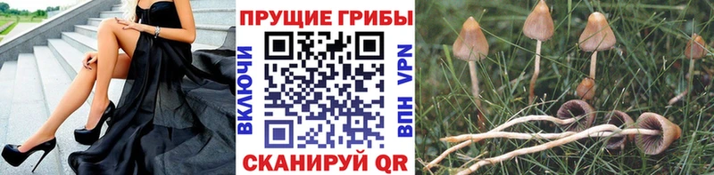 Галлюциногенные грибы Psilocybine cubensis  Купить где  Петухово 